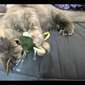 Meet your Posher, Jean